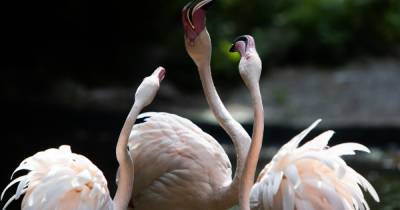 Розовые фламинго на водопое и подросший орангутан: зоопарк Калининграда осенью (фоторепортаж)