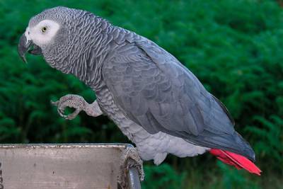 Сквернословящим попугаям запретили показываться на глаза посетителям зоопарка