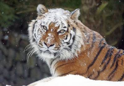 WWF за полвека не зафиксировал в России ни одного случая исчезновения вида животного