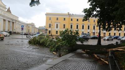 В Петербурге 26 деревьев стали жертвами шквалистого ветра