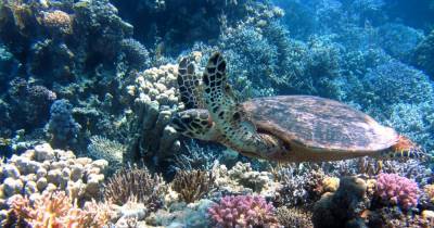 Загрязнение воды разрушило иммунную систему кораллов