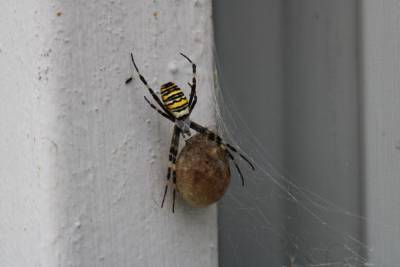 В Новомосковске жители нашли паука-осу