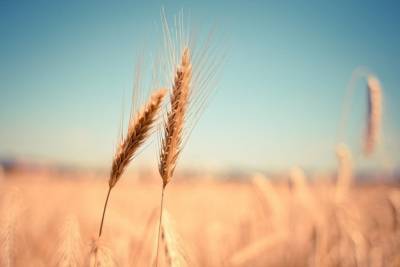 Башкирские аграрии собрали 3,5 млн тонн зерна