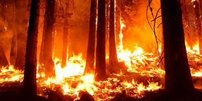 Аномальные лесные пожары в США окрасили небо в цвета апокалипсиса (фото и видео)