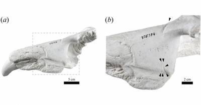 В США нашли древнюю челюсть морского слона из Антарктиды