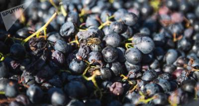 Ртвели 2020: фермеры уже сдали на заводы более 17 тысяч тонн винограда