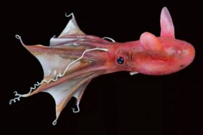 ТОП-12 самых странных и редких существ подводного мира (ФОТО)