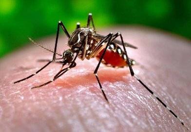 Учёные: В мире вырастут случаи заболеваний, передаваемых комарами