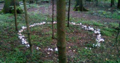Москвич отправился в лес за грибами и нашел «ведьмин круг»