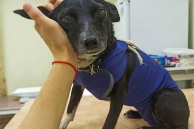 «Трусливая подлость»: хозяйка отказалась забрать собаку из новосибирской ветклиники