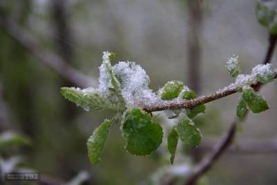 Синоптики предупреждают о заморозках в Томской области