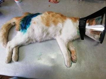 Жительница Башкирии ищет дом для кота, которого нашла на улице раненым