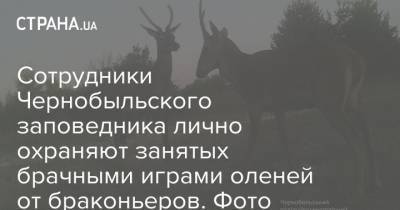 Сотрудники Чернобыльского заповедника лично охраняют занятых брачными играми оленей от браконьеров. Фото