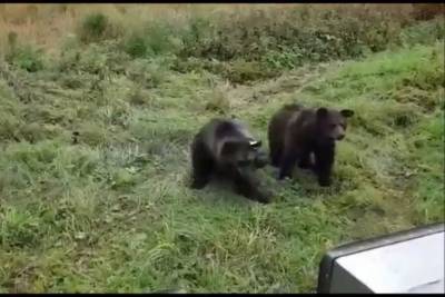 Стала известна судьба карельских медвежат, которых оставила медведица, испугавшись шума
