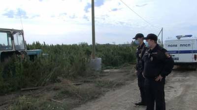 В рамках спецоперации «Мак» полиция уничтожила конопляное поле (ФОТО)