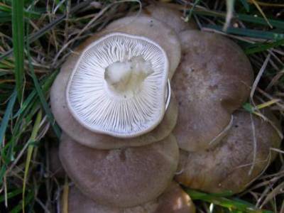 Лиофиллум коричневато-серый. Описание гриба