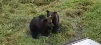 Глава Карелии рассказал про спасение медвежат, брошенных напуганной матерью (ВИДЕО)