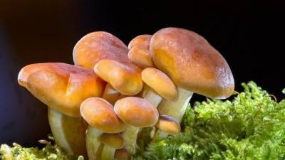 В Ленобласти грибников предупреждают о геморрагической лихорадке