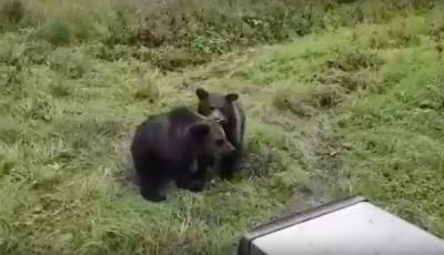 В Карелии на волю выпустили спасенных ранее медвежат