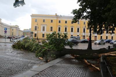 Жертвами штормового ветра в Санкт-Петербурге стали 26 деревьев