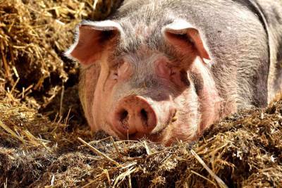В Германии зарегистрировали первый случай африканской чумы свиней
