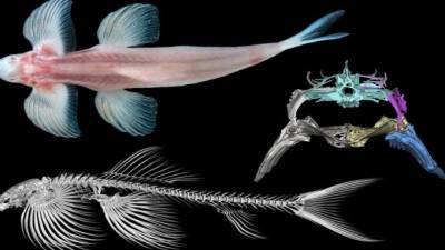 Обнаружены 11 новых видов сухопутных рыб