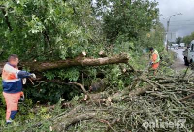 После шторма с дорог Ленобласти убрали более 200 упавших деревьев