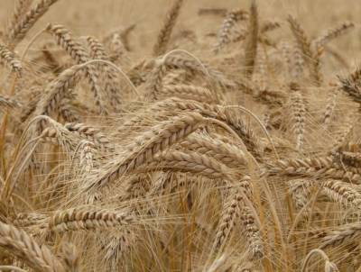В пробах зерна в Липецкой области нашли волосатого клеща