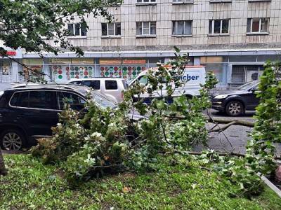 «Какой-то лесоповал»: Петербуржцы рассказали о последствиях шторма (фото, видео)