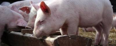 Африканская чума свиней угрожает экономике Германии