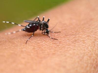 Ученые: изменение климата приведет к увеличению заболеваний, передаваемых комарами