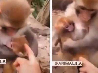 Заботливая мама-обезьяна запретила туристу гладить своего детеныша
