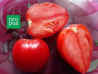 Почему помидоры безвкусные и рыхлые