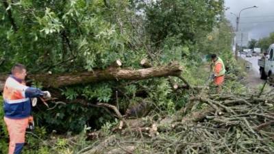 После непогоды с дорог Ленобласти пришлось убирать более 200 деревьев