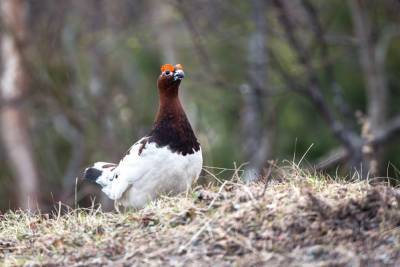 В Тверской области обнаружили несколько видов редких птиц