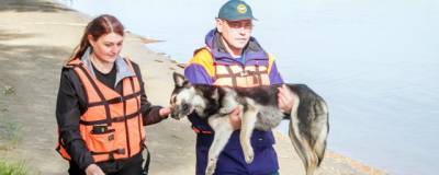Омичи спасли собаку с острова на Иртыше и назвали ее Пятницей