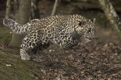 Выпущенные в горах Северной Осетии леопарды начали охотиться на шакалов