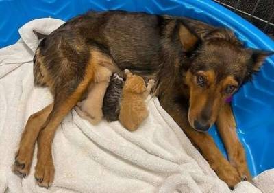 Собака стала мамой для осиротевших котят (3 фото + 1 видео) - skuke.net - США - Мексика - шт. Джорджия - шт. Аризона