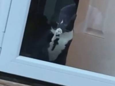 «Драма любви»: хозяин погладил кошку и вызвал злость у кота