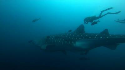 Китовая акула проделала путь в 1100 километров между заповедниками.