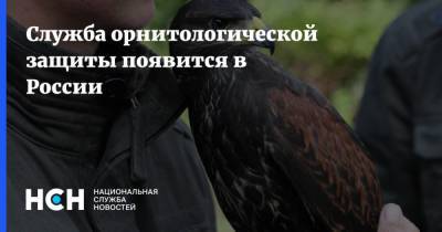 Служба орнитологической защиты появится в России