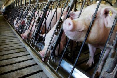 В Костромской области АО «Шувалово» собирается увеличить производство свинины