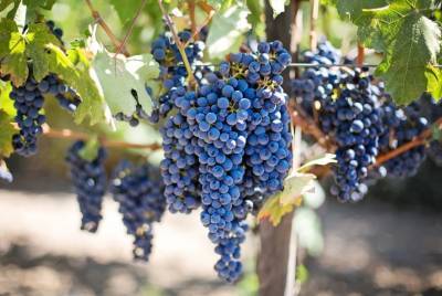 Десертные сорта винограда смогут отведать липчане