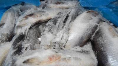 В Петербург привезли 176 тонн мороженой рыбы из Чили