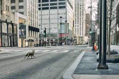 Койоты в большом городе — как звери уживаются с людьми в мегаполисе (4 фото)