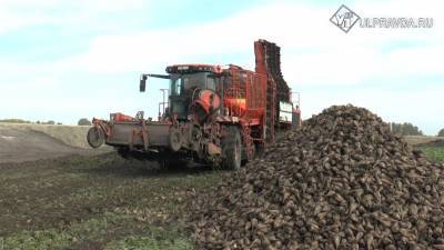 В Ульяновской области приступили к уборке сахарной свеклы