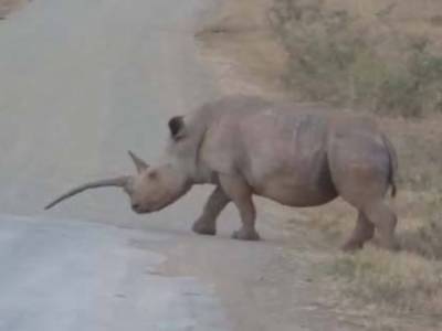 В заповеднике ЮАР обнаружили уникального носорога с «неправильным» рогом