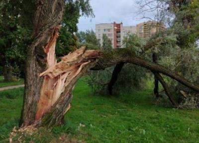 Штормовой ветер повалил в Петербурге более 450 деревьев