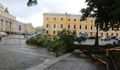 Штормовой ветер повалил знаменитый клен у Русского музея в Санкт-Петербурге