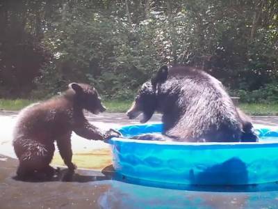Медведица с малышом решили охладиться в детском бассейне и развеселили Сеть